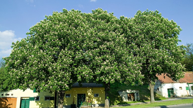 Wine cellar lane, © Gemeinde Auersthal Large flowering tree in front of small buildings in a wine cellar lane.