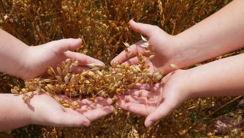 Cereals, © Martina Falkner Cereals, © Martina Falkner