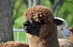 Brown alpaca before shearing, © Donaublickalpakas A brown alpaca with thick wool stands in profile in front of a blurred green background.