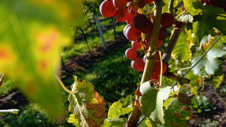 weingarten-family-resch, © Familie Resch Close-up of red grapes on a vine with green leaves in the sunlight.