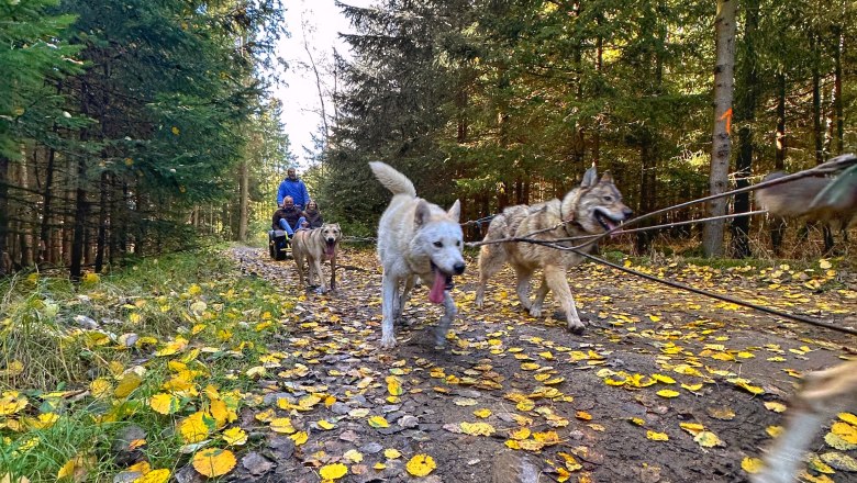 Nature, adventure, huskies - a highlight even without snow, © Huskystadl Nature, adventure, huskies - a highlight even without snow, © Huskystadl
