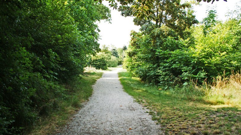 Schmuckerau, © Wiener Alpen/Katrin Zeleny A narrow, unpaved path leads through a green, densely overgrown forest on a sunny day.