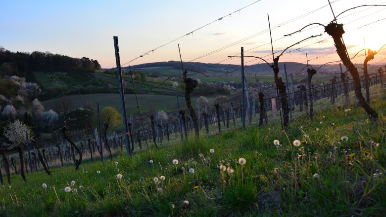 Ried Hausleiten, © Sophie Kienberger Vineyard at sunset with blossoming trees and dandelions in the foreground.