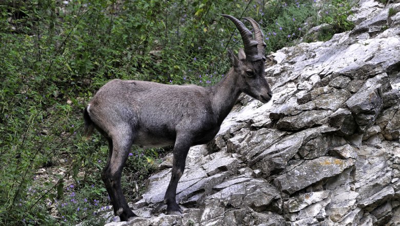 Ernstbrunn Wildlife Park, © Weinviertel Tourismus / Mandl An ibex stands on a rocky slope in Ernstbrunn Wildlife Park.