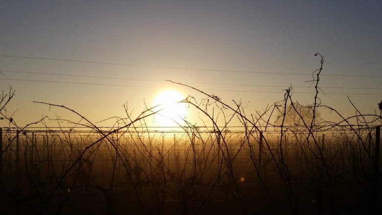 Sunset, © Familie Fleischmann Sunset behind a vineyard with bare vines.