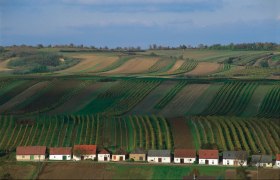 Wine cellar lane Großengersdorf, © Weinstraße Weinviertel Vineyards in the southern Weinviertel with small houses in the foreground.