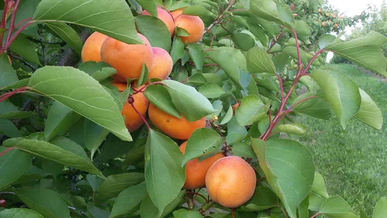 Apricot trees, © Fam. Kleedorfer Apricot trees, © Fam. Kleedorfer