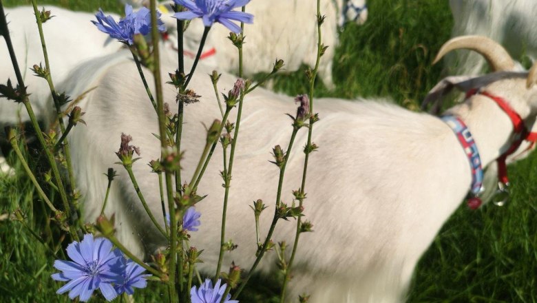 Wild herb safari, © W.I.I.TT Wild herb safari, © W.I.I.TT