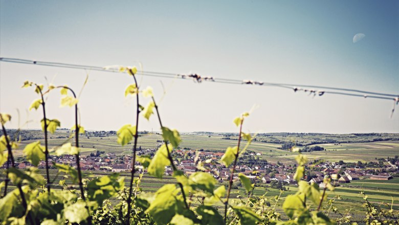 Scenery Schrattenberg, © Gasthof Zesch View over vineyards to the village of Schrattenberg in a hilly landscape.