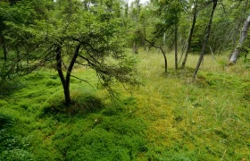 Meloner Au high moor, © Matthias Schickhofer A green high moor with trees and moss.