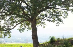 Hike past the Turkish oak, © Wiener Alpen/Fülöp Two people are walking under a large tree in a rural landscape.