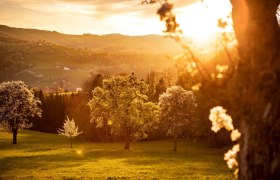 Photo point pear trees sunset, © schwarz-koenig.at Photo point pear trees sunset, © schwarz-koenig.at