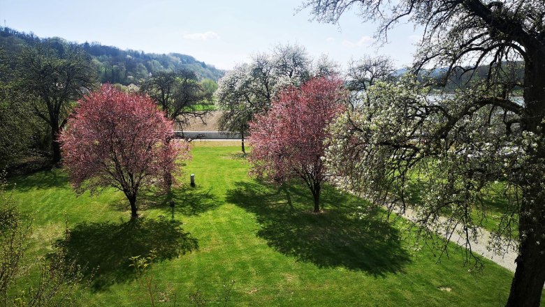 The garden with old fruit trees in bloom, © Copyright Flowering fruit trees in a garden with a green lawn and hills in the background.