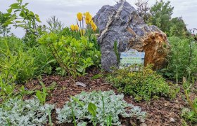 Wild bee meadow, © Wiener Alpen A colorful flower meadow with yellow tulips and a large stone, surrounded by green plants and a sign that reads "Naturwiese für Biene & Co.