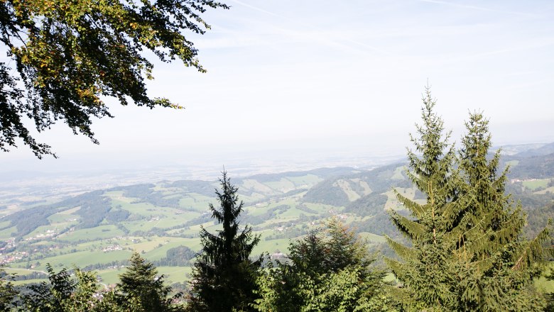 View of Grüntalkogelhütte, © Doris Schwarz König Panoramic view from the Grüntalkogelhütte of a green hilly landscape with trees in the foreground.