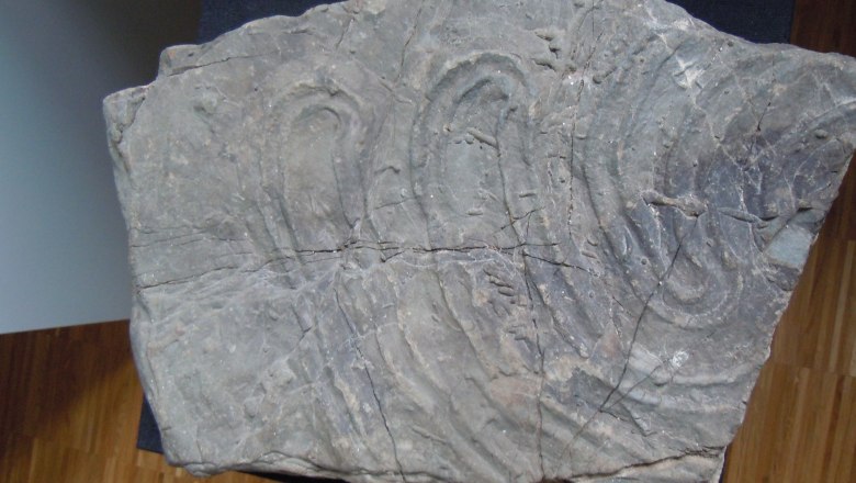 Local history exhibits, © Heimatmuseum Hofstetten-Grünau A stone with fossil impressions on a wooden floor.