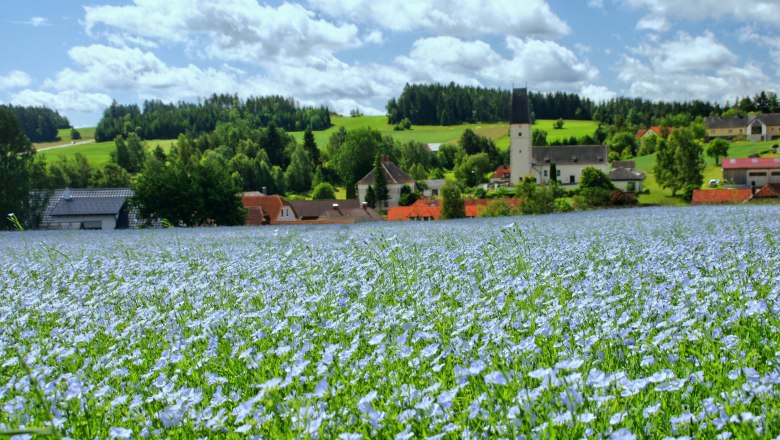 Oil flax sea of flowers, © Franz Anderl Oil flax sea of flowers, © Franz Anderl
