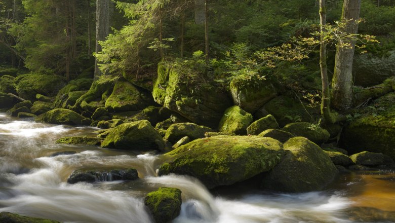 Hellfall, © Matthias Schickhofer A flowing stream with moss-covered stones in a forest.