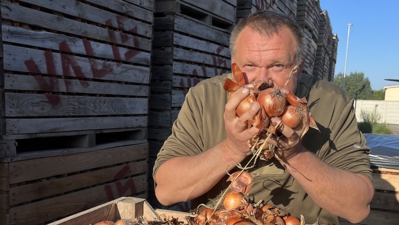 Goat on onion, © Sabine Valis Man holding onions in front of face on a farm.