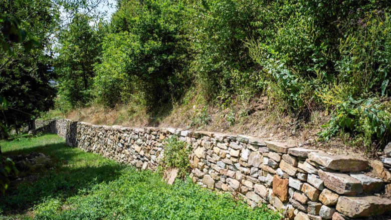 Stone walls on the Rindfleischberg, © Robert Herbst A long, low stone wall runs along an overgrown slope with trees and bushes.