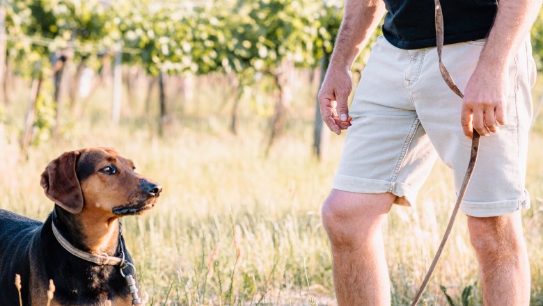 Christian Zeilinger, © Martin Sommer A man stands with a dog on a lead in a vineyard in the sunshine.