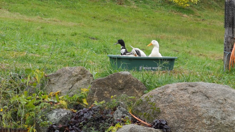 Duck pool, © Friedlhof Duck pool, © Friedlhof