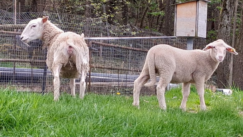 20240409_104254, © Heidi 20240409_104254, © Heidi