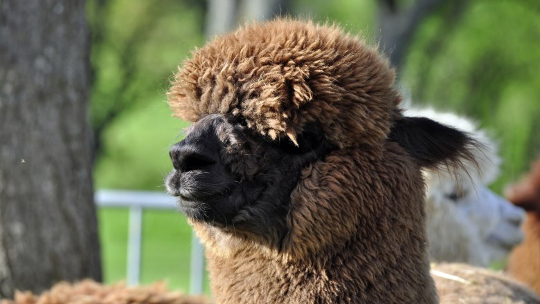 Brown alpaca before shearing, © Donaublickalpakas A brown alpaca with thick wool stands in profile in front of a blurred green background.