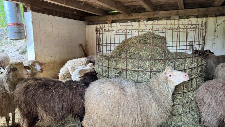 Sheep at the Gsangerer farm (4), © Mostviertel Tourismus Sheep at the Gsangerer farm (4), © Mostviertel Tourismus