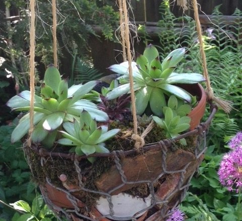 Nostalgic show garden, © Erika Pascher Hanging flower pot with succulents in a garden.