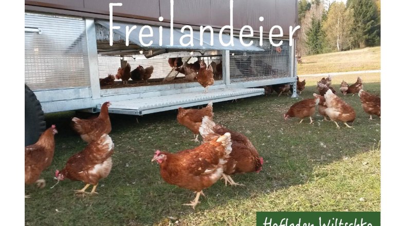 Free range eggs, © Hofladen Wiltschko Free range eggs, © Hofladen Wiltschko