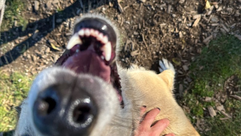 Smile on four paws, © Huskystadl Smile on four paws, © Huskystadl