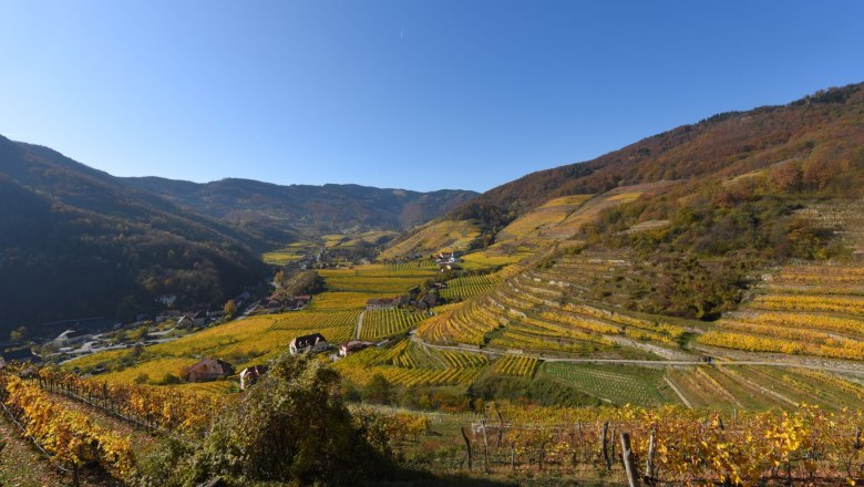 Vineyards in the Spitzer Graben, © Fam. Piewald Vineyards in the Spitzer Graben in autumnal colors.
