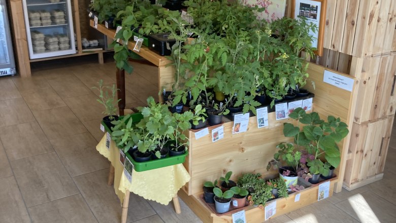 Young plants for your own vegetable garden, © Julia Rabl Young plants for your own vegetable garden, © Julia Rabl