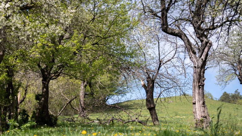 Springtime nature on the milestone path, © Claudia Schlager Blossoming trees and green meadows in spring.