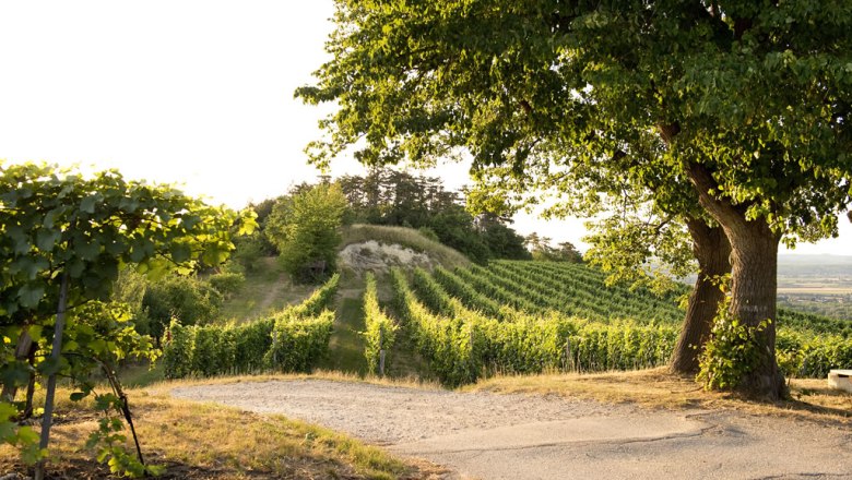 View from the cellar into the vineyards, © Weingut Meinhard Forstreiter Vineyard with tree in the foreground at sunset.