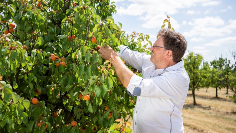 Apricot farm Hackl, © Netzwerk Kulinarik/pov.at Apricot farm Hackl, © Netzwerk Kulinarik/pov.at