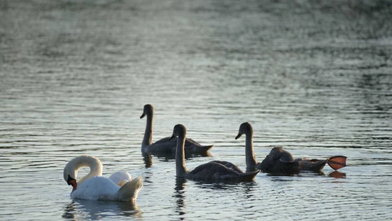 Ottenstein pond plate, © Matthias Schickhofer Swans swimming on a calm lake at sunset.