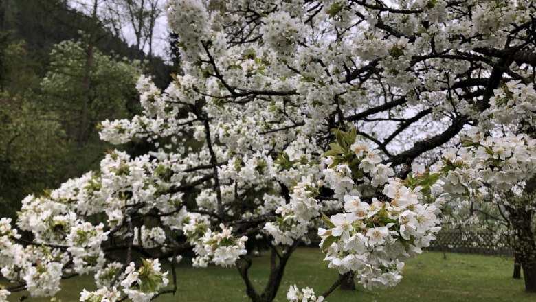 Vacation apartment by the river, © Roland Krätzel A blossoming tree with white flowers in a green garden.