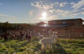 The cuddly alpacas, © Alpakazucht Siebenhirten The cuddly alpacas, © Alpakazucht Siebenhirten