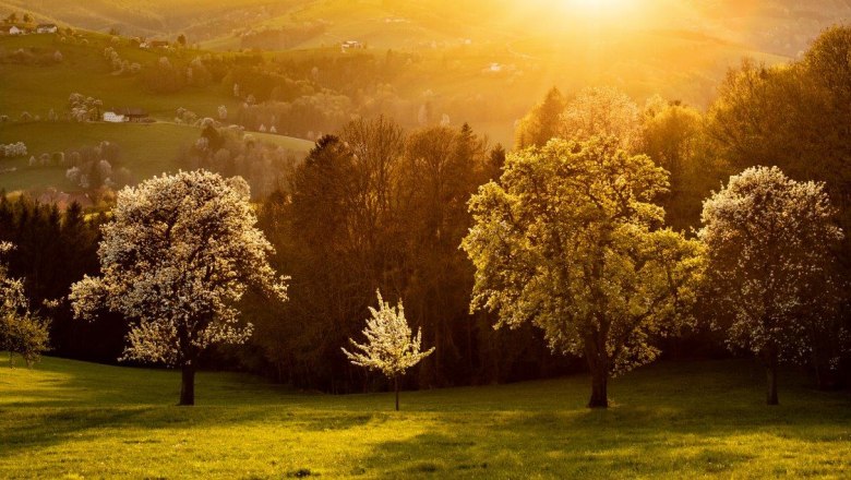 Photo point pear trees sunset, © schwarz-koenig.at Photo point pear trees sunset, © schwarz-koenig.at