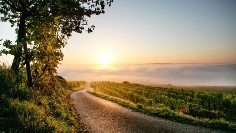 Autumn atmosphere in the vineyards around Nußdorf, © schwarz-koenig.at Autumn atmosphere in the vineyards around Nußdorf, © schwarz-koenig.at