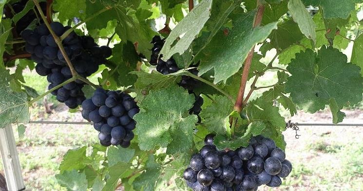 Vineyards, © Weingut Dopler Vineyards, © Weingut Dopler