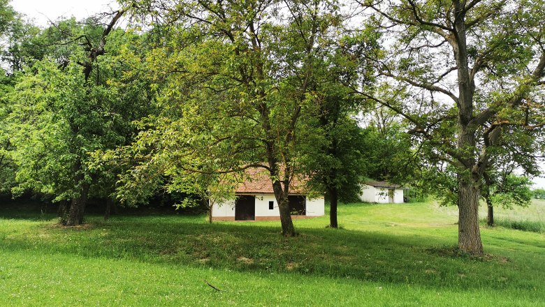 Lots of greenery between the old cellars, © Weinstraße Weinviertel Green meadow with trees and a small white building in the background.