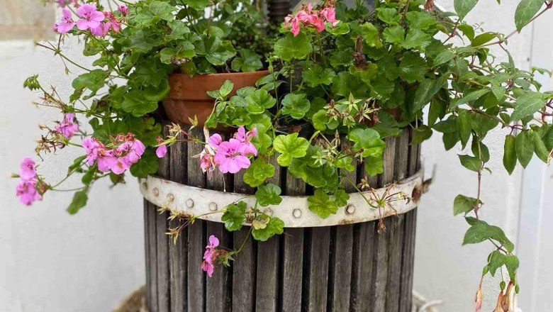 lovingly decorated, © Familie Stagard Old wine press decorated with blooming pink geraniums.