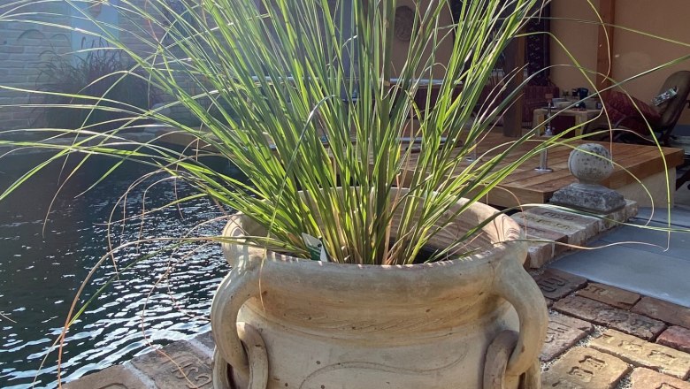 photos-wannemacher12_c_wannemacher-michaela_klein, © Michaela Wannemacher Large terracotta pot with ornamental grass in front of a pond and sunshine.