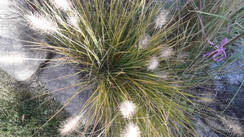 Grasses, © Dagmar Scheucher Ornamental grass with fluffy spikes in a garden.