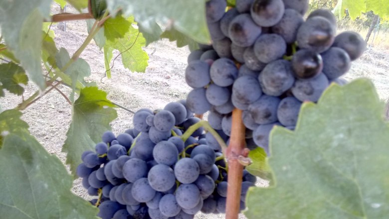 Grape, © Heurigenhof Marschall Close-up of ripe, dark blue grapes on a vine with green leaves.