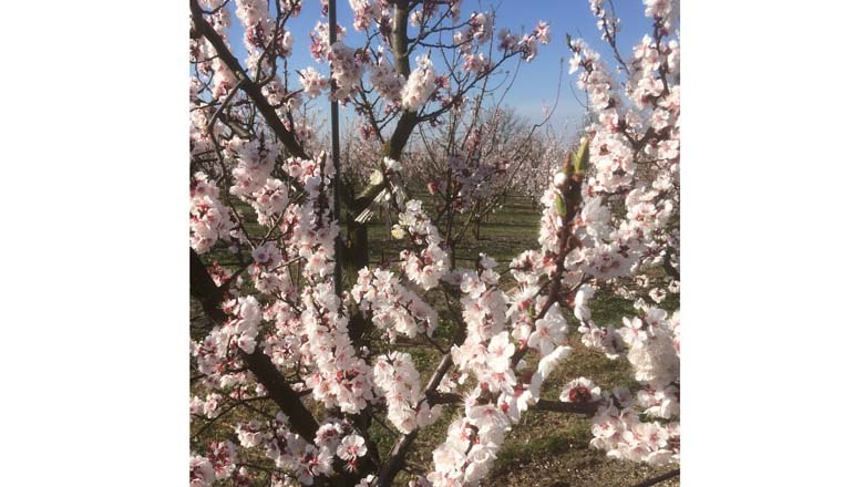 In full bloom, © Fam. Kleedorfer In full bloom, © Fam. Kleedorfer