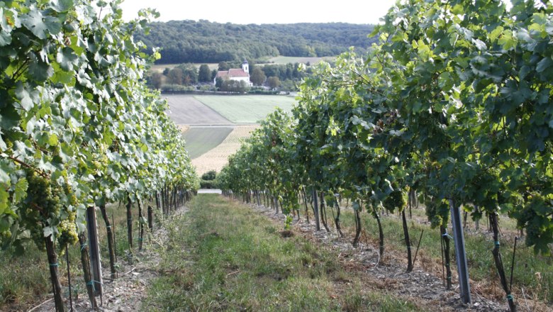 In the vineyard, © Lackner Vineyard with church in the background